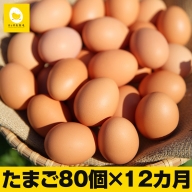 【定期便】12ヵ月連続お届け　卵の黄身が掴めるほどの新鮮さ　美ら卵養鶏場の卵　各月80個