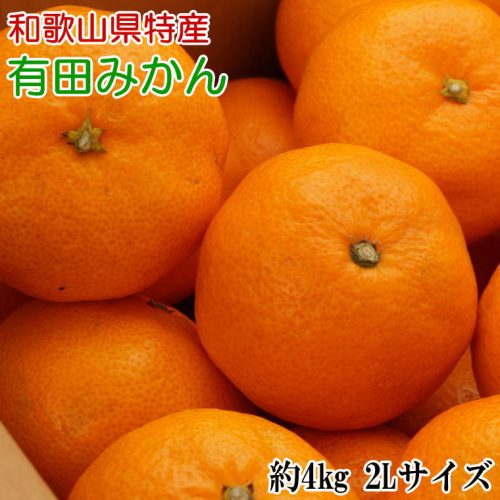[秀品]和歌山有田みかん約4kg(2Lサイズ) ※2023年11月～2024年1月下旬順次発送（お届け日指定不可） 565668 - 和歌山県新宮市
