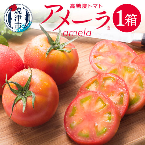 a10-371　【2026年1月より順次発送】アメーラ トマト 高糖度 トマト 産地 直送 化粧箱入 56619 - 静岡県焼津市