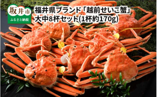 【先行予約】福井県ブランド ≪茹で≫「越前セイコ蟹」 大中8杯セット 【2025年11月発送分】 [K-1402_11] 566242 - 福井県坂井市