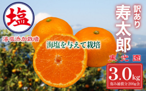海塩を与えて栽培した 寿太郎みかん 予約受付 1月下旬 順次発送 訳あり 寿太郎 みかん 計 3kg 傷み補償分 200g 含む 西浦 みかん 蜜柑 柑橘 オレンジ 果物 フルーツ 沼津市 静岡県