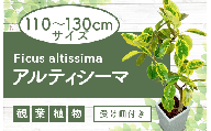 【観葉植物】アルティシーマ 8号ホワイト角陶器鉢(専用受皿付き)(T&P/H-030)