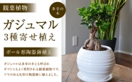 観葉植物 ガジュマル 多幸の木 ボール形 陶器 鉢 （白） インテリア ギフト 【60pt】(お礼の品をもらう)