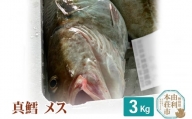 真鱈 【メス】 3kg 天然 漁師直送 (配送期間 10月～1月末予定、期間外は次期予約扱い) マダラ タラ 高級魚 たら まだら 魚
