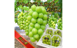 種※がなく皮ごと食べる弾ける食感。太陽の恵みが凝縮されたような濃厚な甘みと上品な香り。食べだすと止まらなくなるのでご注意ください!(※天候によりまれに種が入ることがございます。)■生産者の声1房ずつ丁