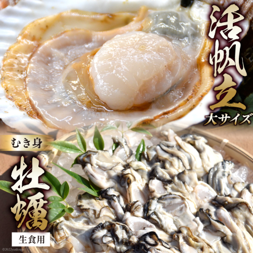 活帆立8枚 牡蠣むき身 500g セット [かみたいら 宮城県 気仙沼市 20564233] 刺身 ほたて ホタテ かき 牡蠣 冷蔵 574182 - 宮城県気仙沼市