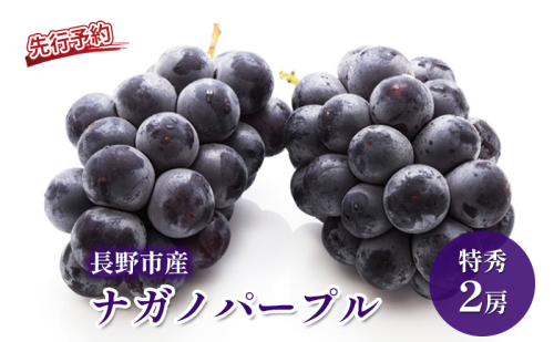 2026年産先行予約 ぶどう 先行予約 長野市産 ナガノパープル 特秀 2房 果物 ブドウ 葡萄 フルーツ デザート おやつ 種なし 大粒 信州 2026年秋発送 574354 - 長野県長野市