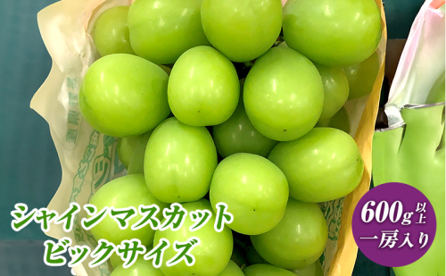 2026年産先行予約 ぶどう 先行予約 長野市産 シャインマスカット ビックサイズ 一房入り 600g以上 葡萄 ブドウ 果物 フルーツ デザート おやつ 信州 大房 大粒 上品な香り 574355 - 長野県長野市