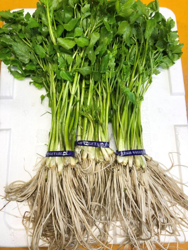 【秋田伝統野菜】三関産せり 5束 せりしゃぶ 冬野菜 鍋料理 セリ鍋 しゃぶしゃぶ 天ぷら おひたし サラダ【BARUバイオジャパン吉村】[B9916] 574421 - 秋田県湯沢市