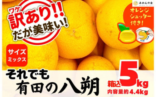八朔 訳あり それでも 有田の八朔  (はっさく) 箱込 5kg (内容量約 4.4kg) サイズミックス B品 和歌山県産  産地直送［おまけ付き］［みかんの会］ 574507 - 和歌山県有田川町