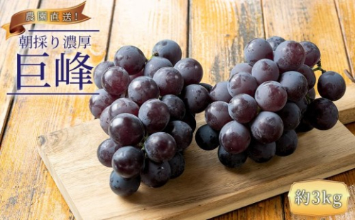 ぶどうの王様 農家直送 朝採り 巨峰 約3kg ［2026年・先行予約］ 574537 - 和歌山県有田川町