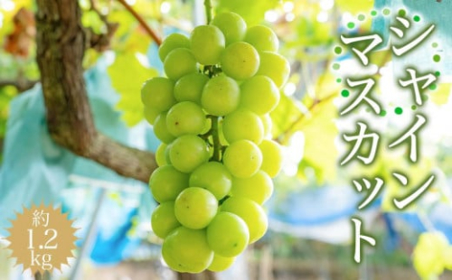 シャインマスカット 約1.2kg 【2025年8月中旬以降順次発送】 574652 - 和歌山県有田川町