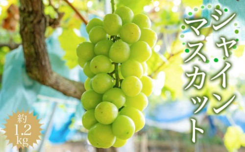 ［先行予約］シャインマスカット 約1.2kg ［2026年8月中旬以降順次発送］ 574652 - 和歌山県有田川町