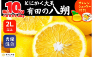 八朔 (はっさく) 大玉 どっこいしょ 箱込 10kg (内容量約 9.2kg) 秀品 優品 混合 2Lサイズ以上 和歌山県産  産地直送【おまけ付き】【みかんの会】