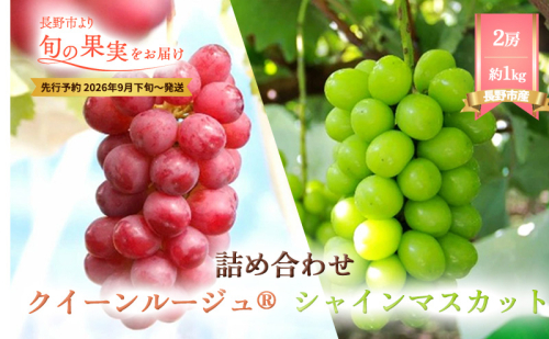 ぶどう 先行予約 長野市産 クイーンルージュ(R) シャインマスカット 2房 約1kg 詰め合わせ セット お楽しみ 食べ比べ 葡萄 ブドウ 果物 フルーツ デザート おやつ 信州 高糖度 高級品種 食べ比べ 2026年秋発  575261 - 長野県長野市