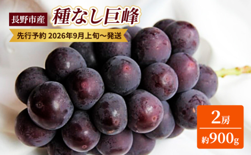 ぶどう 先行予約 種なし 巨峰 2房 約900g 果物 ブドウ 葡萄 フルーツ デザート おやつ 信州 2026年秋発送  575262 - 長野県長野市