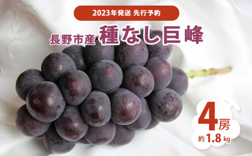 先行予約 長野市産　種なし巨峰4房（約1.8kg）2023年発送 575263 - 長野県長野市