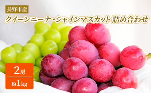 ぶどう 先行予約 長野市産 クイーンニーナ シャインマスカット 2房（約1kg） 詰合わせ セット お楽しみ 食べ比べ 葡萄 ブドウ 果物 フルーツ デザート おやつ 信州 大粒 高糖度 食べ比べ 2026年秋発  576327 - 長野県長野市