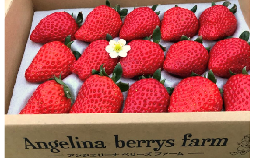 Angelina berrys farm いちご詰合せ 【11218-0297】 576350 - 埼玉県深谷市