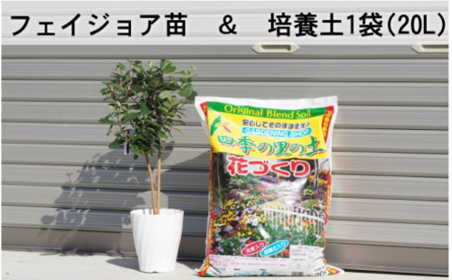 フェジョア苗と培養土1袋（20L）セット 苗木 植物  577539 - 福岡県朝倉市