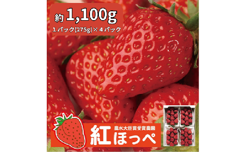 【配達地域限定】農水大臣賞受賞農園からお届け イチゴ・紅ほっぺ 4パック 配送:2026年2月上旬頃より順次発送 果物類 いちご 苺 57781 - 静岡県袋井市