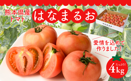 【先行予約】熊本県産 トマト はなまるお 4kg トマト とまと 八代市産 【2024年11月上旬より順次発送】 578223 - 熊本県八代市