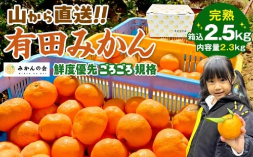 みかん 山から直送 箱込 2.5kg ( 内容量約 2.3kg ) 鮮度優先ごろごろ規格 和歌山県産 産地直送 家庭用［2025年11月中旬より2026年1月中旬頃順次出荷予定］［みかんの会］みかん 果物 みかん フルーツ みかん 和歌山 みかん 柑橘類 みかん 和歌山県産 みかん 有田 みかん 578781 - 和歌山県有田川町