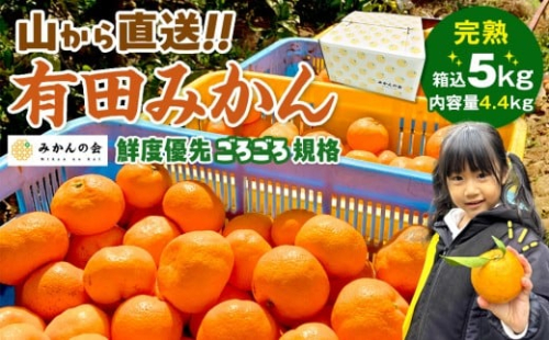 みかん 山から直送 箱込 5kg ( 内容量約 4.4kg ) 鮮度優先ごろごろ規格 和歌山県産 産地直送 家庭用［2025年11月中旬より2026年1月中旬頃順次出荷予定］［みかんの会］みかん 果物 みかん フルーツ みかん 和歌山 みかん 柑橘類 みかん 和歌山県産 みかん 有田 みかん 578782 - 和歌山県有田川町