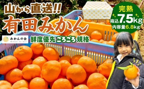 みかん 山から直送 箱込 7.5kg ( 内容量約 6.8kg ) 鮮度優先ごろごろ規格 和歌山県産 産地直送 家庭用［2025年11月中旬より2026年1月中旬頃順次出荷予定］［みかんの会］みかん 果物 みかん フルーツ みかん 和歌山 みかん 柑橘類 みかん 和歌山県産 みかん 有田 みかん 578783 - 和歌山県有田川町