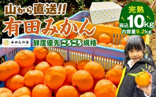 みかん 山から直送 箱込 10kg ( 内容量約 9.2kg ) 鮮度優先ごろごろ規格 和歌山県産 産地直送 家庭用［2025年11月中旬より2026年1月中旬頃順次出荷予定］［みかんの会］みかん 果物 みかん フルーツ みかん 和歌山 みかん 柑橘類 みかん 和歌山県産 みかん 有田 みかん 578784 - 和歌山県有田川町