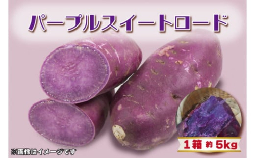 2024年度産 パープルスイートロード　約5kg(BZ-9)