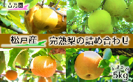 【10月発送分】吉乃園 松戸の完熟梨 品種おまかせ 5kg