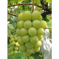 【2020年度産先行予約】生坂村産　シャインマスカット約2kg　贈答用