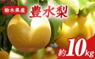 N04 梨 なし 豊水 10kg フルーツ 先行予約 2024年 8月 下旬頃 栃木県