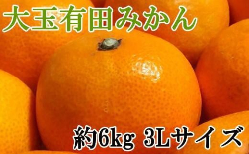  [秀品]和歌山有田みかん約6kg(3Lサイズ) ★2026年11月中旬頃より順次発送