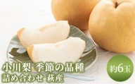 [№5226-0202]梨 詰め合わせ 先行予約 約6玉 小川梨 季節の品種 萩産