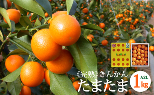 糖度16度以上 きんかん 「たまたま」 1kg A2Lサイズ [農林産物直売所 美郷ノ蔵 宮崎県 美郷町 31ab0062] 金柑 柑橘 果物 フルーツ 国産 九州産 宮崎県産 送料無料 数量限定 58798 - 宮崎県美郷町