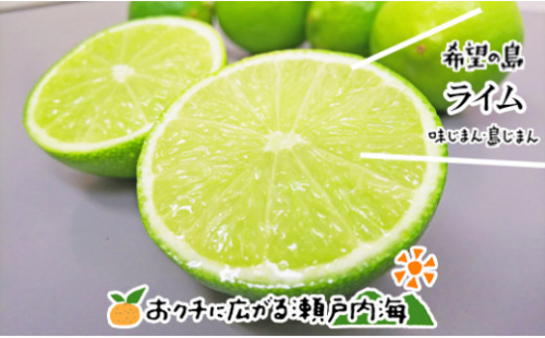 【2026年10月上旬頃から順次発送】希望の島 国産ライム 1kg 小玉～中玉 | 柑橘 ライム  ライム 柑橘 中島 ライム 柑橘 ライム  ライム 愛媛県産 ライム 柑橘 ライム  ライム 