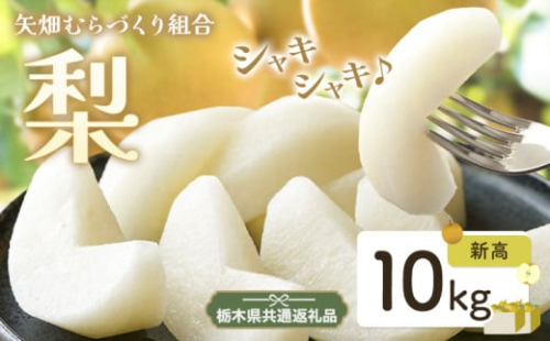 N08 梨 なし 新高梨 10kg フルーツ 先行予約 矢畑むらづくり組合《9月中旬-9月末頃出荷》 栃木県【栃木県共通返礼品　栃木県産】【配送不可地域あり】(離島)