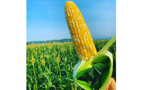 野末農園のとうもろこし「甘々娘」10本～12本 | Au Pay ふるさと納税