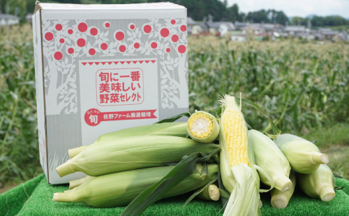 佐野ファームこだわりのとうもろこし「森のおおきみ」12本 | Au Pay ふるさと納税