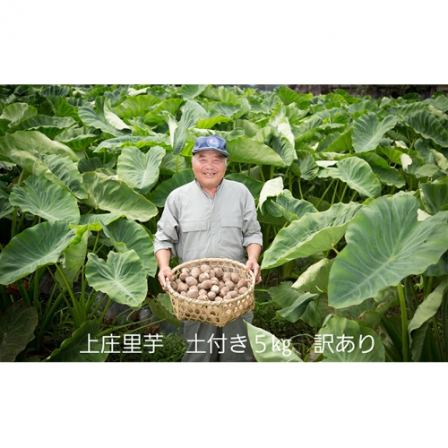 【年内お届け(12月15日申込分まで)】 農家直送 上庄里芋 土付き 訳あり 5kg【さといも】