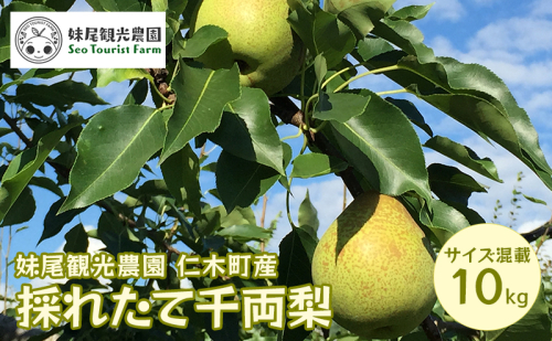 [先行受付/2025年] 仁木町の採れたて「千両梨」サイズ混載 10kg（20個前後）  北海道 仁木 果物 フルーツ なし 梨 ナシ 先行予約 [フルーツショップ妹尾観光農園] 59352 - 北海道仁木町