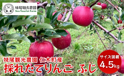 仁木町の採れたてりんご「ふじ」4.5kg≪妹尾観光農園≫