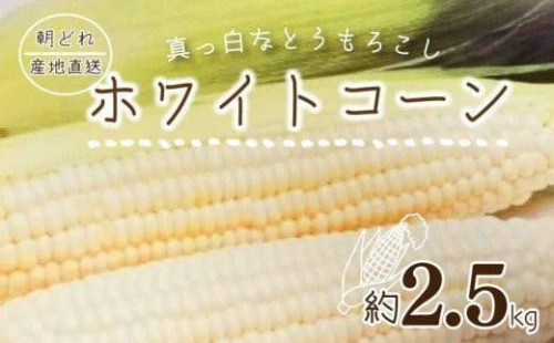 【6月上旬頃～発送】朝採れ とうもろこし ホワイトコーン 約2.5kg (6～10本前後) 甘い 夏 野菜 香川県 国産