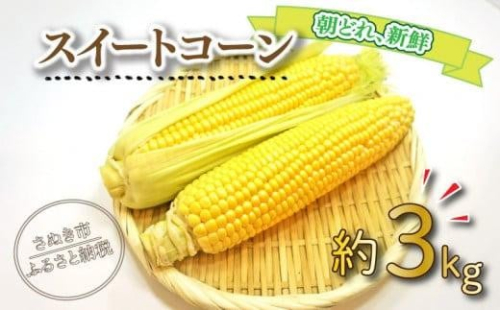 【6月上旬頃～発送】スイートコーン (イエロー) 約3kg （8～12本前後 ）とうもろこし 野菜 夏