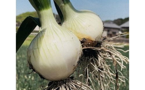 【2月中旬から発送】松山市津和地島産 新玉ねぎ 4㎏ （ 野菜 玉ねぎ たまねぎ タマネギ 産地直送 期間限定 愛媛 松山 フジ・アクリフーズ ）