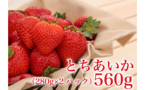 [2024年12月下旬から順次発送] 完熟朝摘み とちあいか 280g×2パックセット｜いちご 苺 イチゴ とちあいか フルーツ 果物 産地直送 先行予約 [0594]