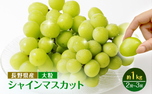 2026年産先行予約ぶどう 先行予約 大粒 長野市産 シャインマスカット 約1kg入り 2～3房 葡萄 ブドウ フルーツ 果物 シャイン マスカット デザート おやつ 信州 601002 - 長野県長野市