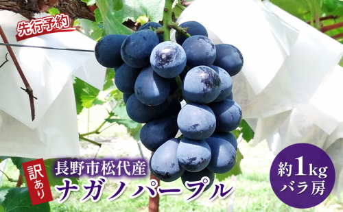 ぶどう 先行予約 訳あり 長野市松代産 ナガノパープル 約1kg バラ房 果物 ブドウ 葡萄 フルーツ デザート おやつ 種なし TAKANO農園 信州  601028 - 長野県長野市